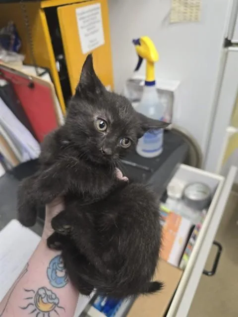 A baby small-sized female Domestic Short Hair cat named Custard for adoption in Easton, MD