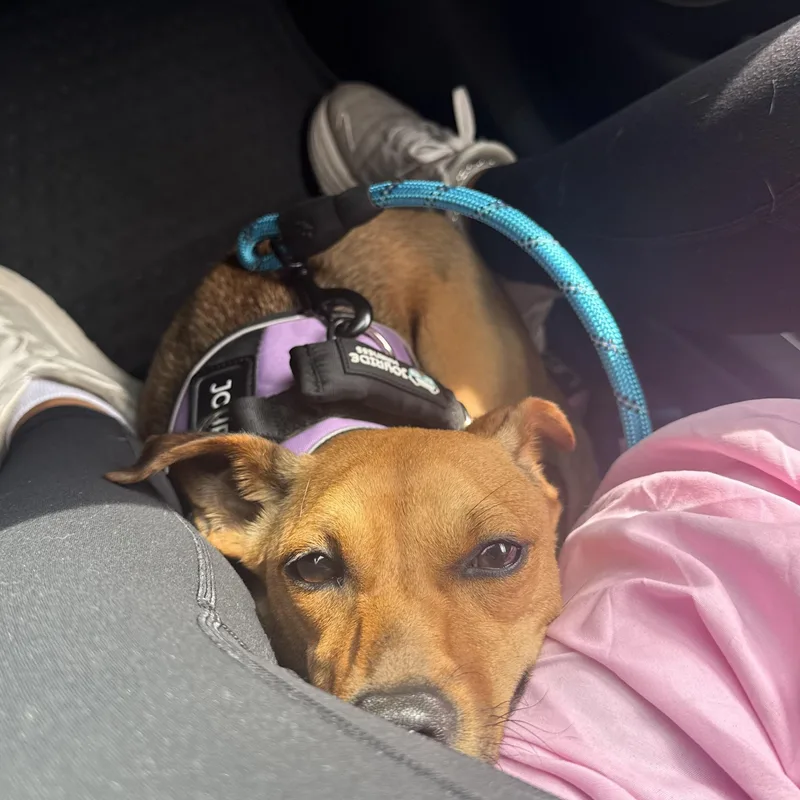 A young small-sized female Terrier dog named Ceiba for adoption in Columbia, SC