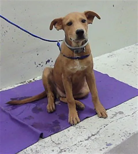 A baby medium-sized male Staffordshire Bull Terrier dog named Rufus for adoption in Houston, TX