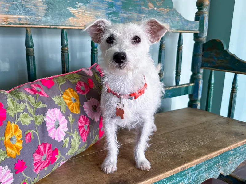 An adult small-sized female West Highland White Terrier / Westie dog named Dottie for adoption in San Antonio, TX