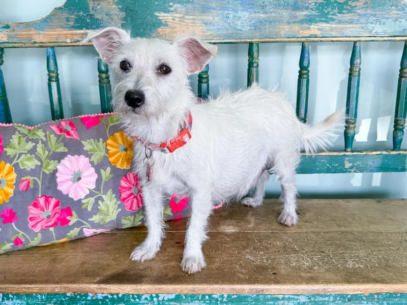 Dottie thumbnail 3