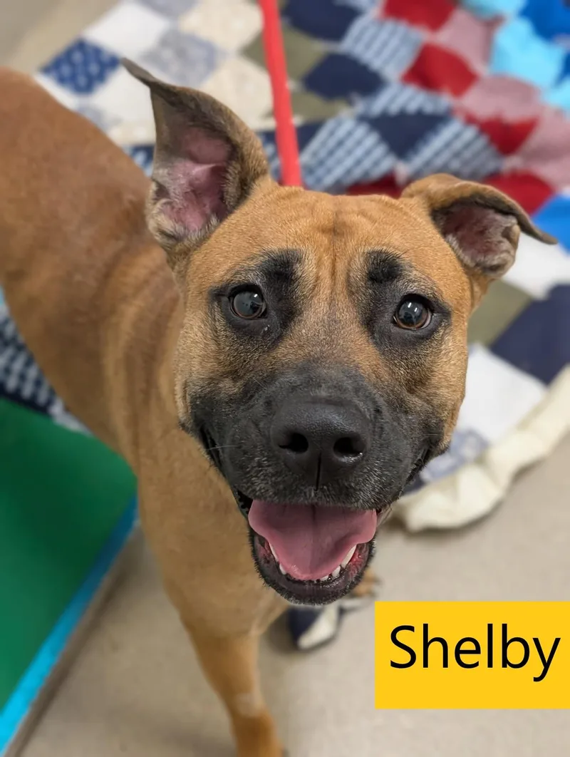 An adult medium-sized female Black Mouth Cur dog named Shelby for adoption in Mount Vernon, OH