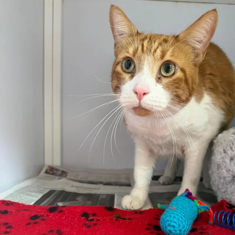 An adult extra large-sized male Orange / Red Domestic Short Hair cat named Golden for adoption in Chicago, IL