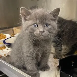 A baby small-sized female Gray / Blue / Silver Domestic Medium Hair cat named Daisy for adoption in Springfield, IL