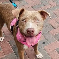A young medium-sized female Yellow / Tan / Blond / Fawn Pit Bull Terrier dog named Summer Coleman for adoption in Las Vegas, NV