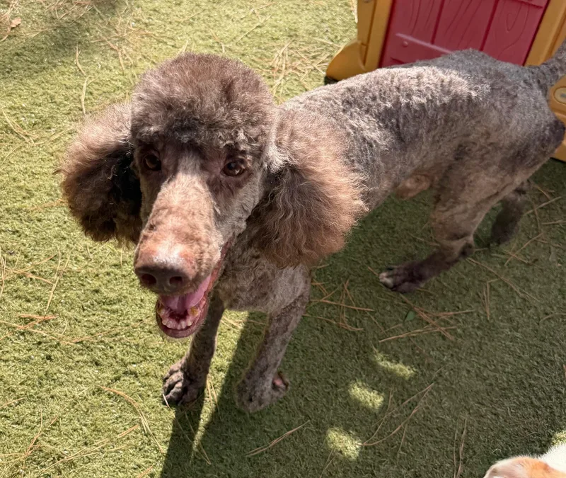 A senior medium-sized male Gray / Blue / Silver Standard Poodle dog named Soco for adoption in Calera, AL