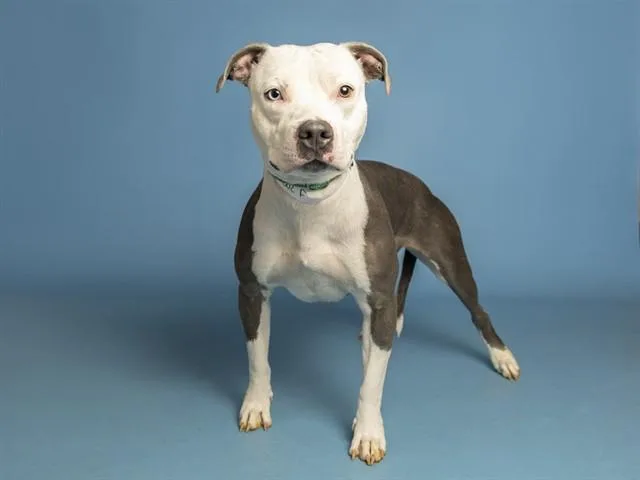 A young medium-sized female Pit Bull Terrier dog named Tiki Taka for adoption in Phoenix, AZ