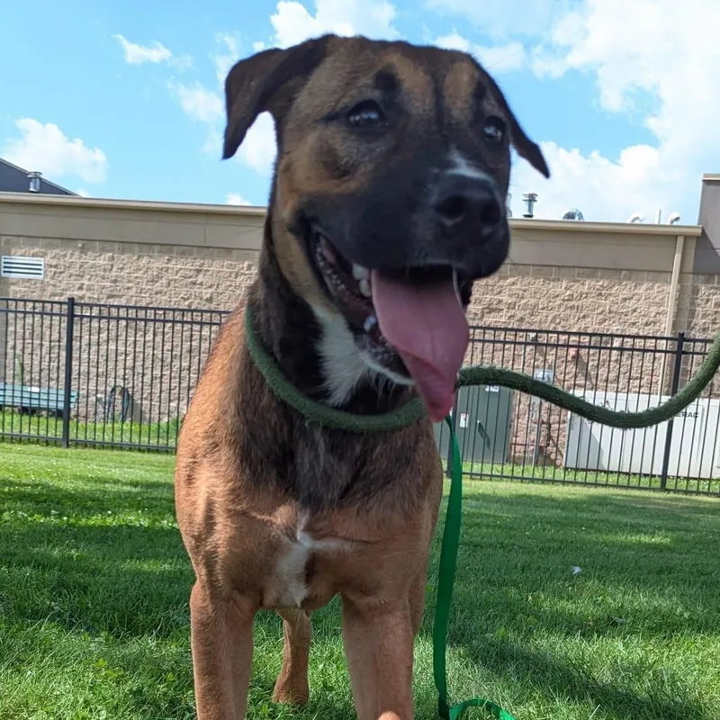 A young medium-sized female Boxer dog named Annie for adoption in Valparaiso, IN