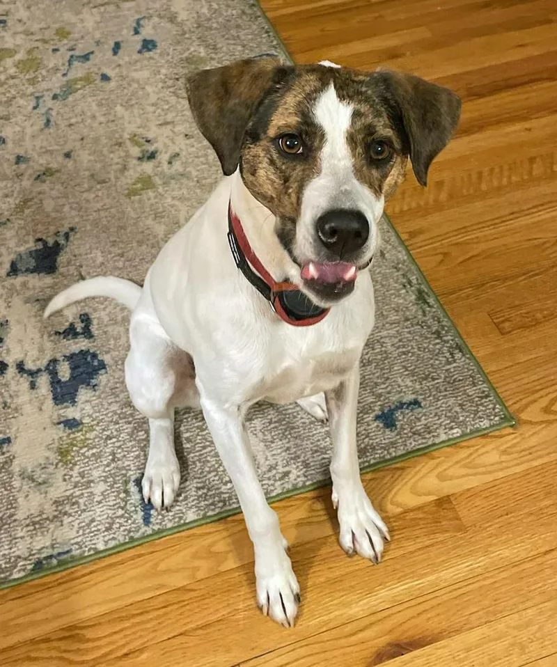 An adult medium-sized female White / Cream Coonhound dog named Sage for adoption in Marion, NC