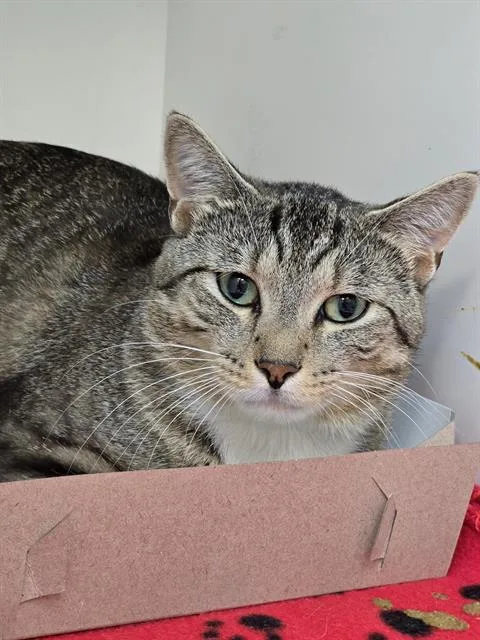 An adult small-sized male Domestic Short Hair cat named Captain Jack for adoption in Indianapolis, IN
