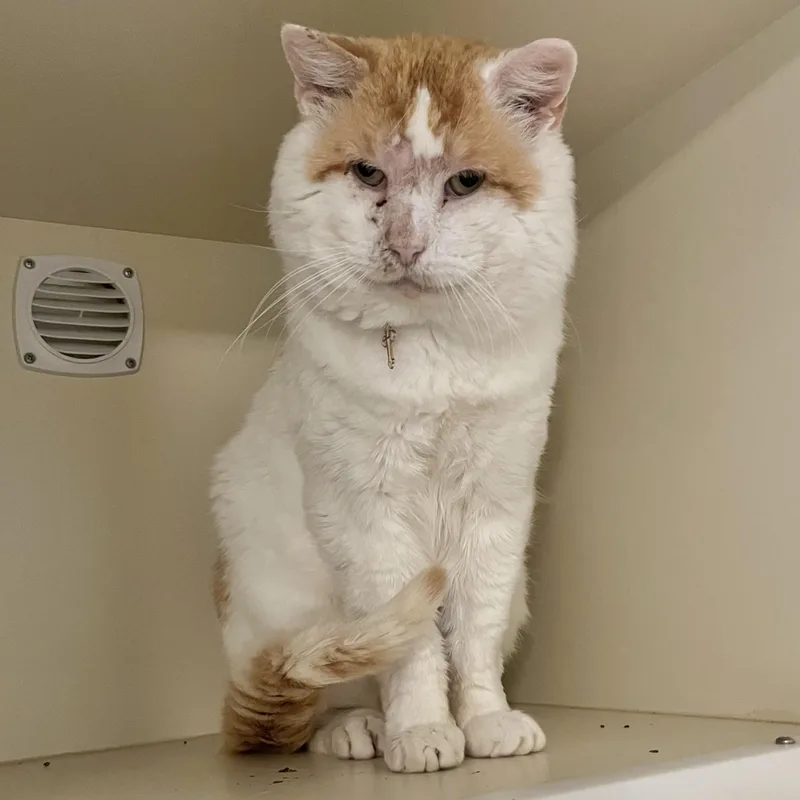 An adult large-sized male Orange & White Domestic Short Hair cat named Emmanuel for adoption in Victor, NY