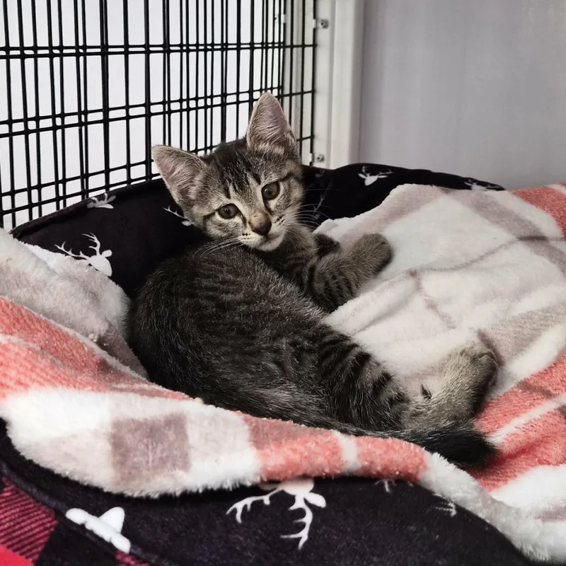 A baby small-sized female Gray / Blue / Silver Domestic Short Hair cat named Goldie Locks for adoption in Las Cruces, NM