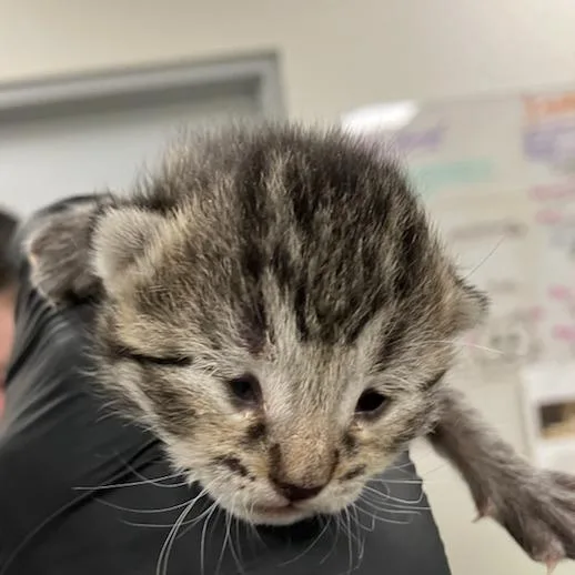 Goldie Locks thumbnail 2