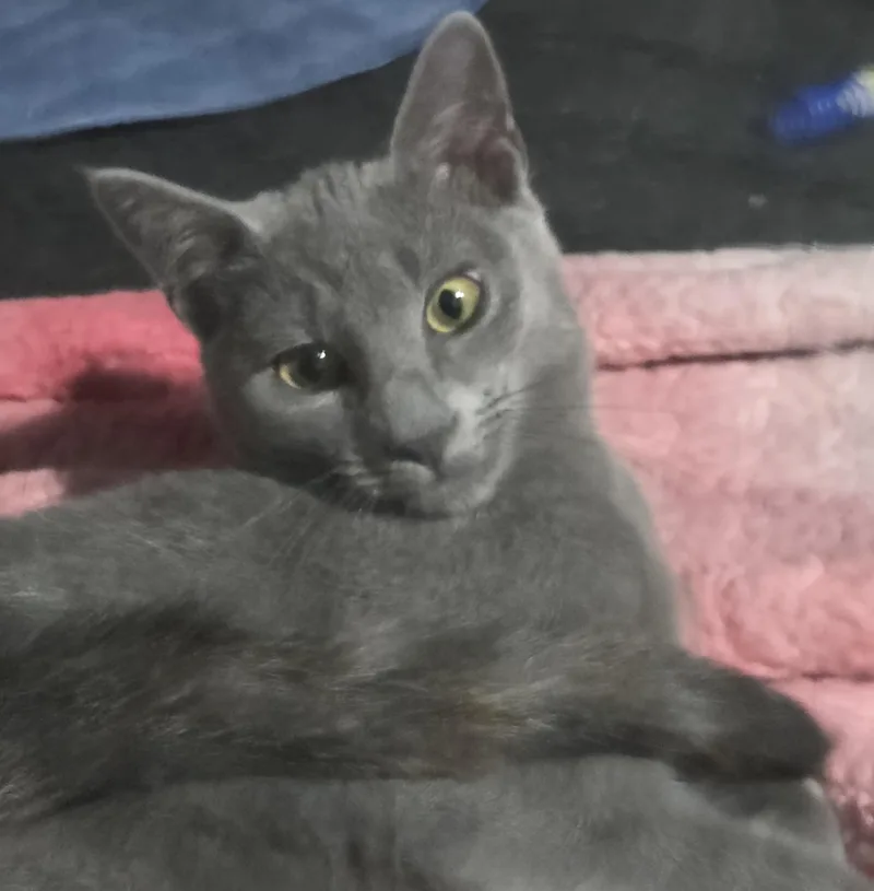 A young medium-sized male Gray / Blue / Silver Domestic Short Hair cat named Shadow for adoption in Bellmawr, NJ