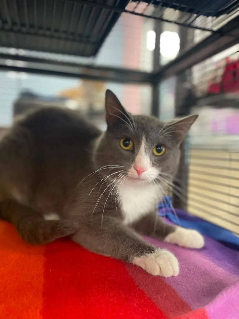 A young medium-sized male Domestic Short Hair cat named Charleston for adoption in Hamilton, OH