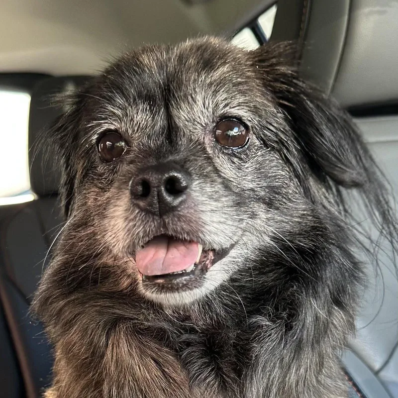 An adult small-sized female Pekingese dog named Little Bird for adoption in Columbia, MD