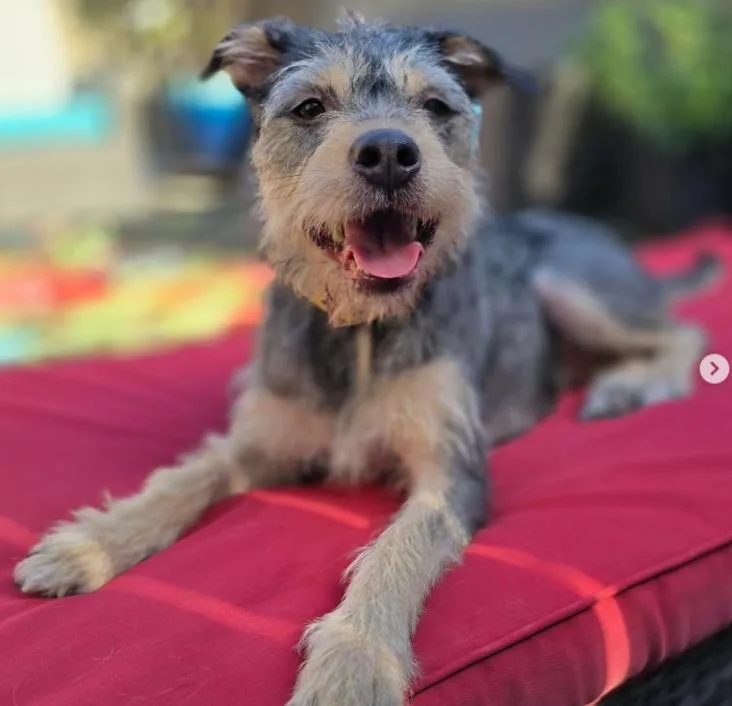 A young medium-sized female Terrier dog named Willow for adoption in TEMECULA, CA