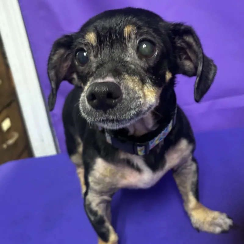 A young small-sized female Terrier dog named Flip Flop for adoption in North Myrtle Beach, SC