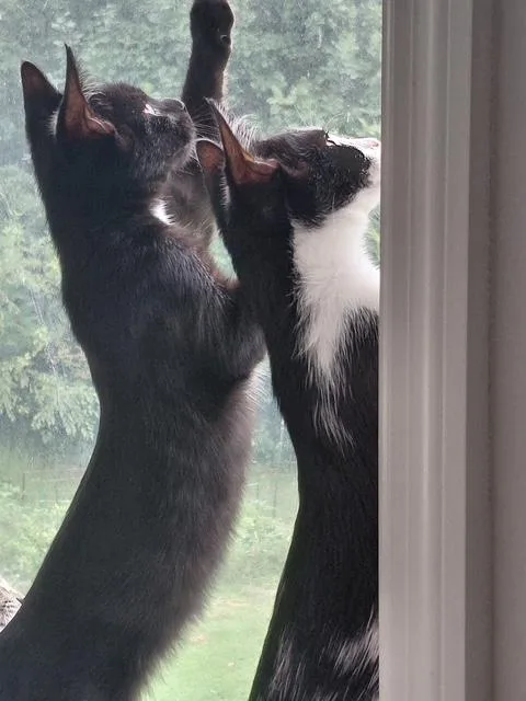 A young medium-sized male Black & White / Tuxedo Domestic Short Hair cat named Von & Beauford for adoption in Mechanicsburg, PA