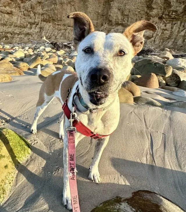 An adult medium-sized female Australian Cattle Dog / Blue Heeler dog named Lizzy for adoption in Santa Maria, CA