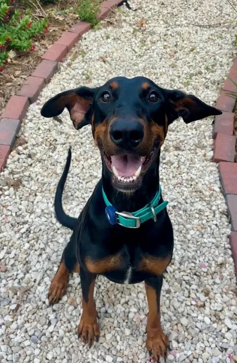 A young large-sized female Black Doberman Pinscher dog named Violet for adoption in Polk, OH