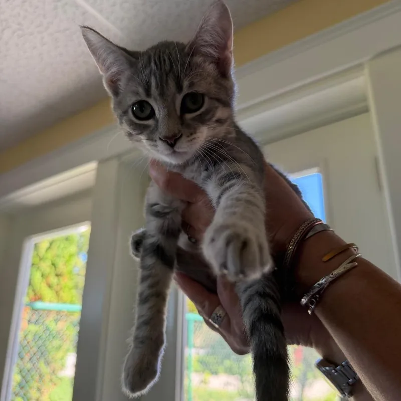 A baby small-sized female Domestic Short Hair cat named Willow for adoption in Pittsford, VT