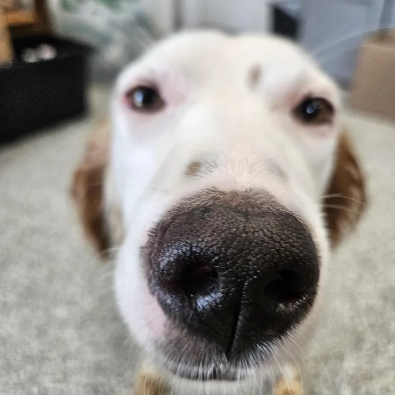 An adult medium-sized female White / Cream English Setter dog named Honor for adoption in Kingman, KS