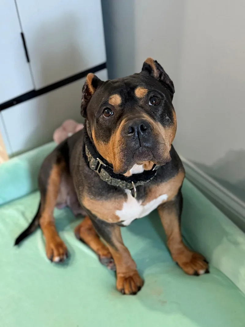 An adult medium-sized female Tricolor (Brown, Black, & White) American Bully dog named Cozi for adoption in Des Peres, MO