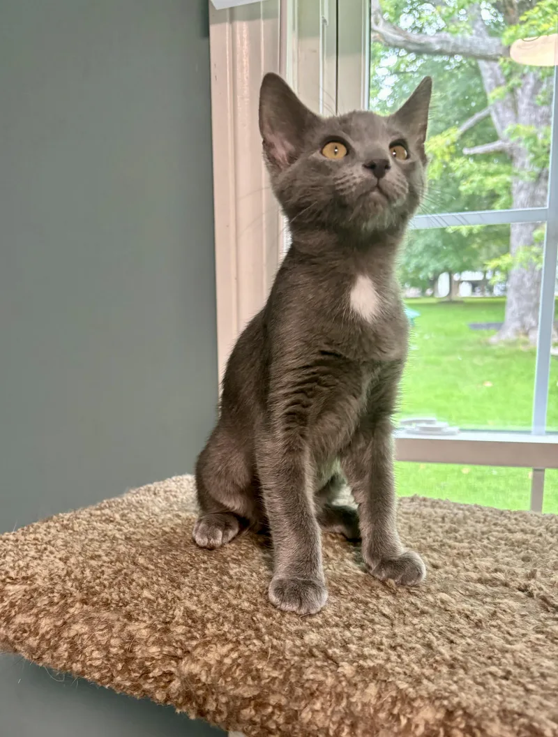A baby medium-sized female Domestic Short Hair cat named Jesse for adoption in Jeffersonville, IN