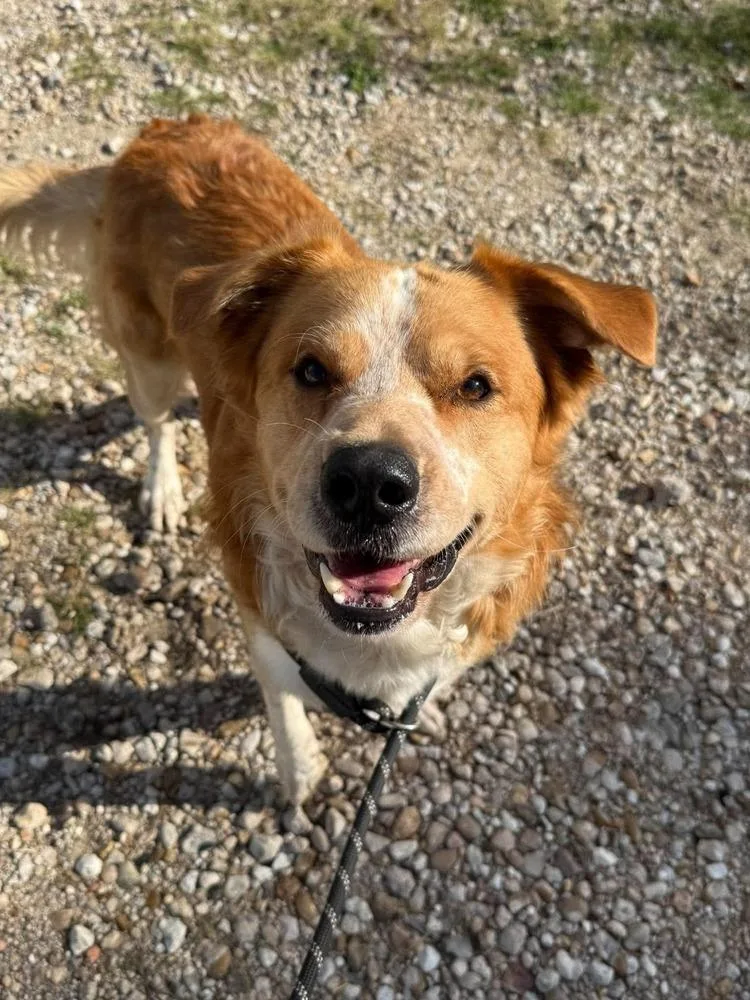 An adult large-sized male Great Pyrenees dog named Flynn Rider for adoption in Aurora, CO