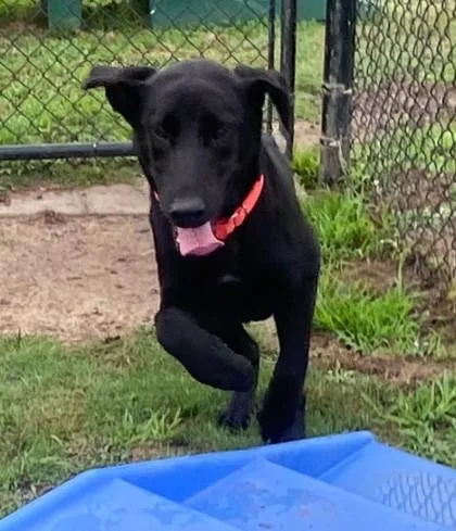 A baby large-sized male Shepherd dog named Ken for adoption in Conway, SC