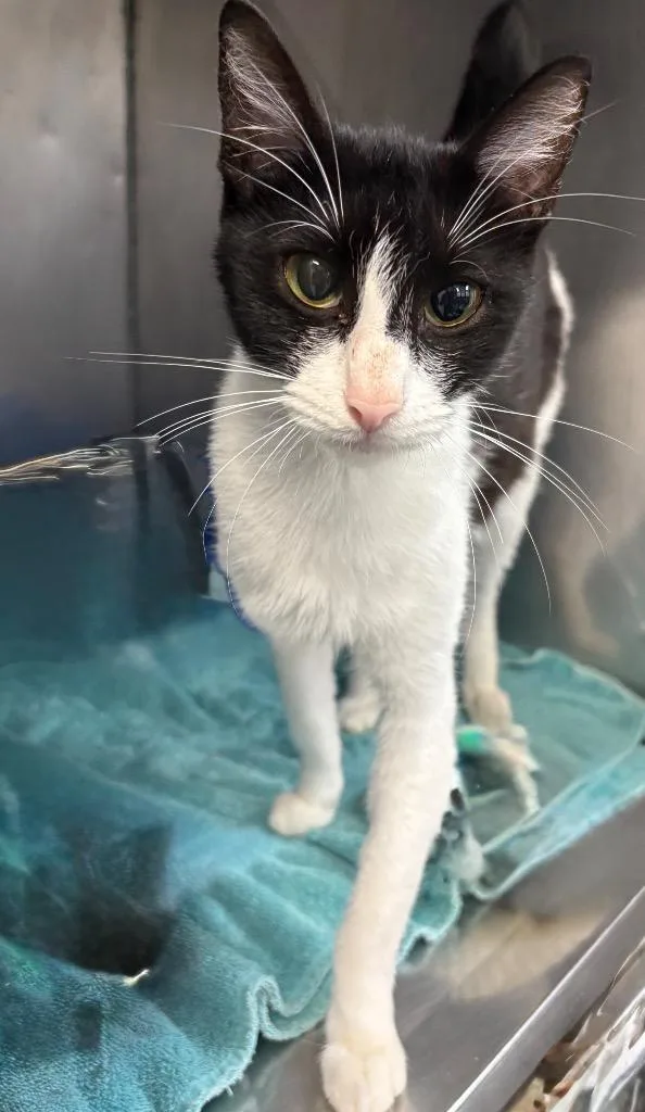 A young small-sized female Domestic Short Hair cat named Kim for adoption in Little Rock, AR