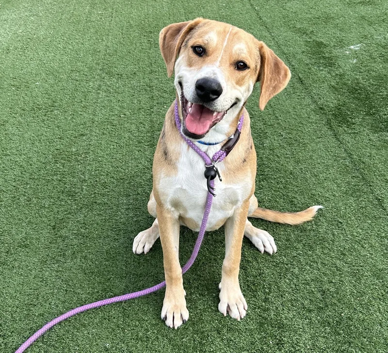 A young large-sized male Beagle dog named Copper for adoption in Chatsworth, CA
