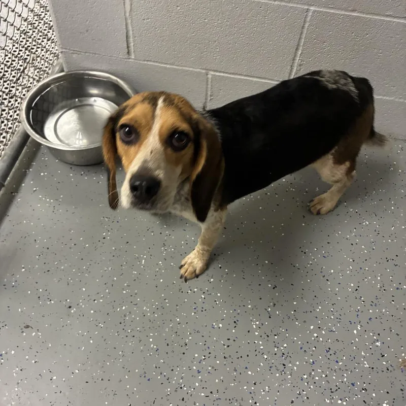 An adult medium-sized female Black Beagle dog named Ringo Starr for adoption in Danville, KY