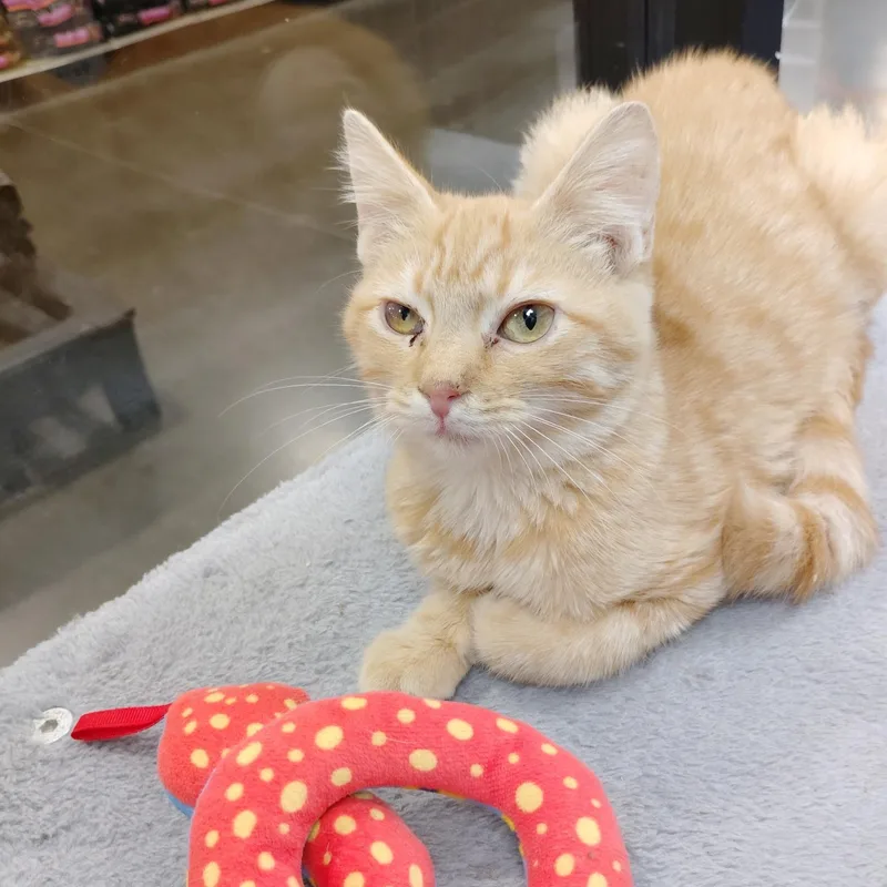 A baby medium-sized female Orange & White Domestic Short Hair cat named Pancake for adoption in Rock Hill, SC