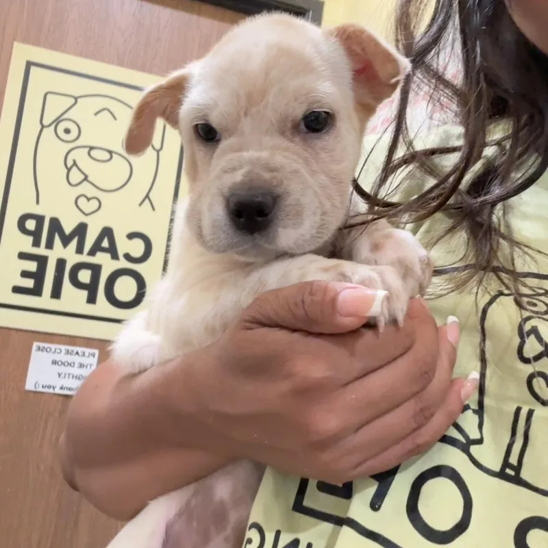 A baby medium-sized female Australian Shepherd dog named Clover for adoption in Rancho Santa Margarita, CA