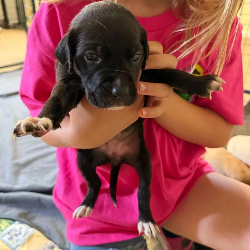 A baby small-sized female Black Labrador Retriever dog named Sage for adoption in Hohenwald, TN