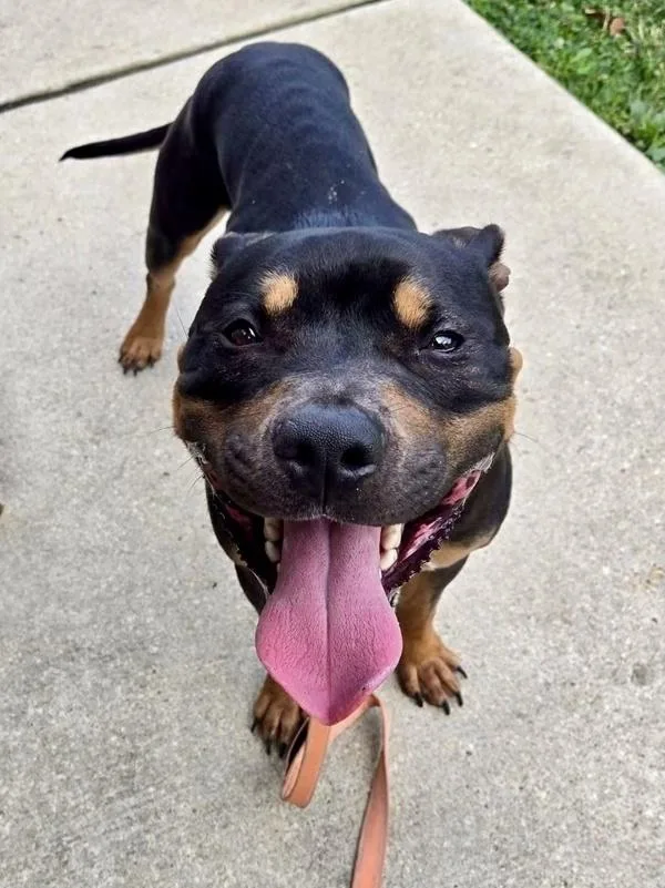 A young medium-sized male Pit Bull Terrier dog named Dunkin for adoption in Millersville, MD