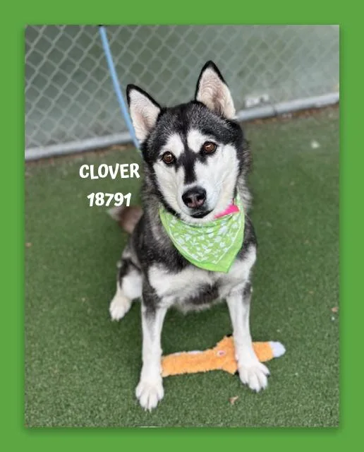 An adult medium-sized female Black Siberian Husky dog named Clover for adoption in Marietta, GA