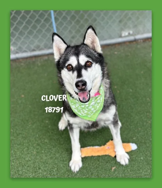 Clover thumbnail 2