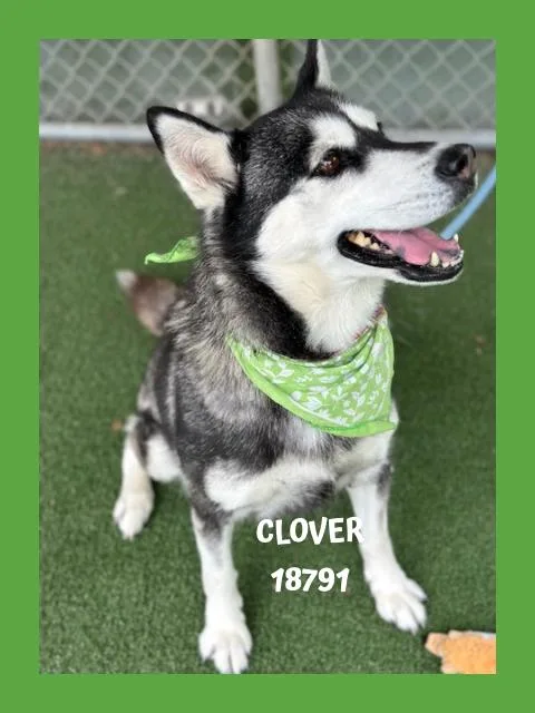 Clover thumbnail 3