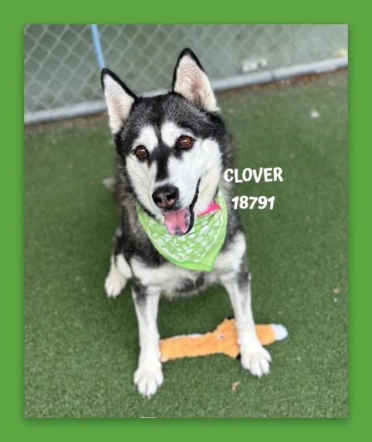 Clover thumbnail 4