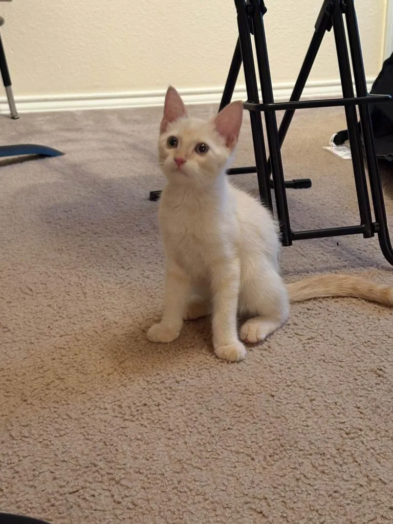 A young medium-sized male White Siamese cat named Simba for adoption in Tyler, TX