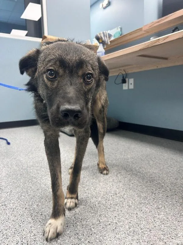 A young medium-sized male Brindle Australian Shepherd dog named Ed for adoption in bellefontaine, OH