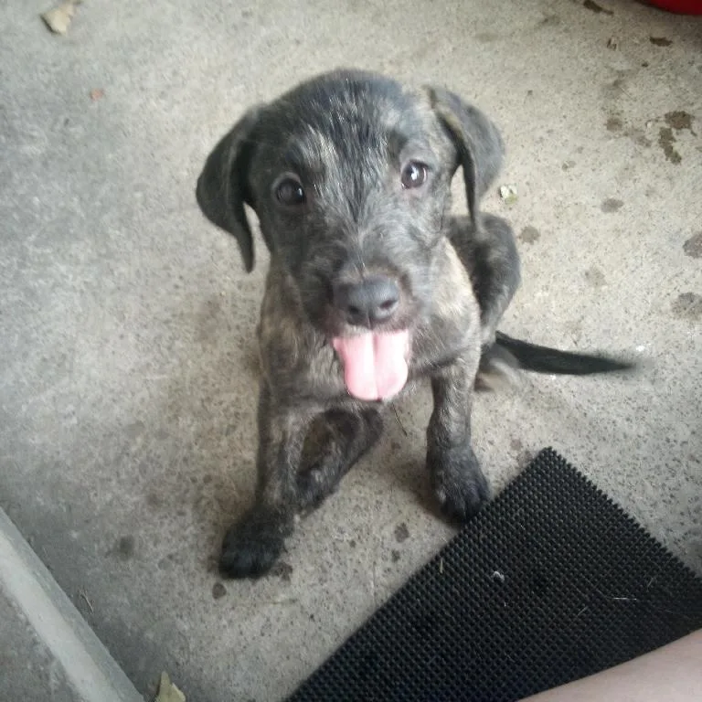 A young medium-sized male Wirehaired Terrier dog named Joe for adoption in Chicopee, MA