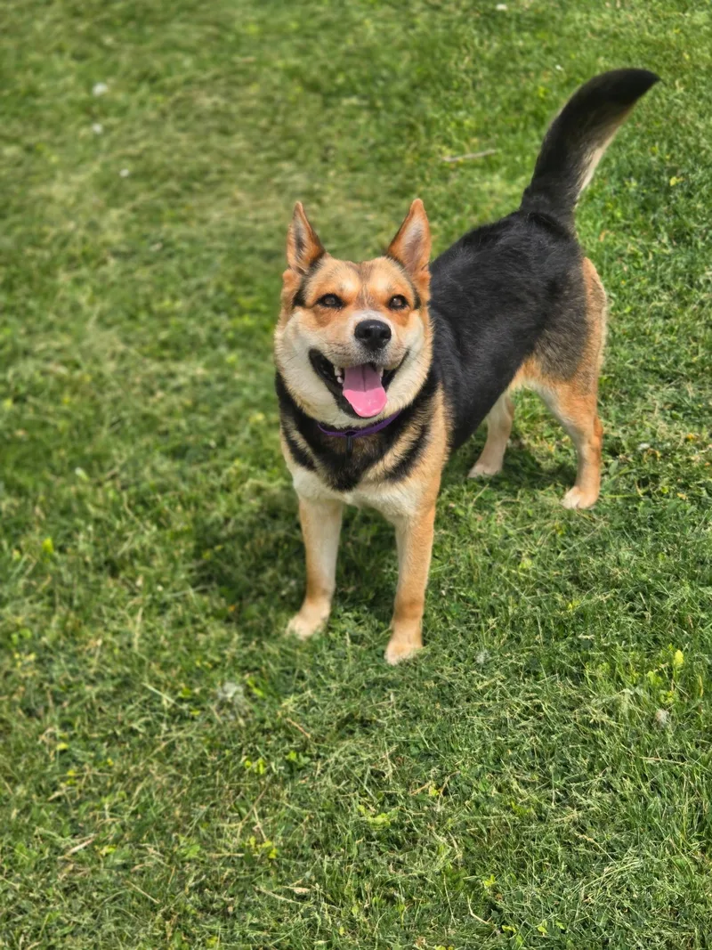 An adult medium-sized female Australian Cattle Dog / Blue Heeler dog named SfStarbies for adoption in Billings, MT