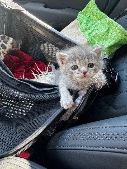 A baby medium-sized female Gray / Blue / Silver Domestic Short Hair cat named Winnie for adoption in Herndon, VA