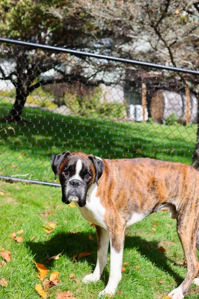 A young medium-sized male Boxer dog named Billy for adoption in Duluth, MN