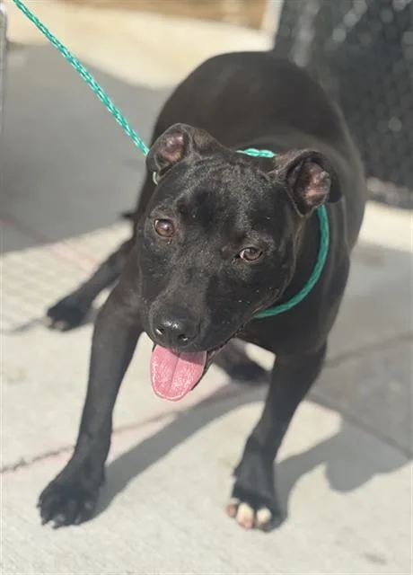 A young large-sized male Mixed Breed dog named Chrysler for adoption in Dallas, TX