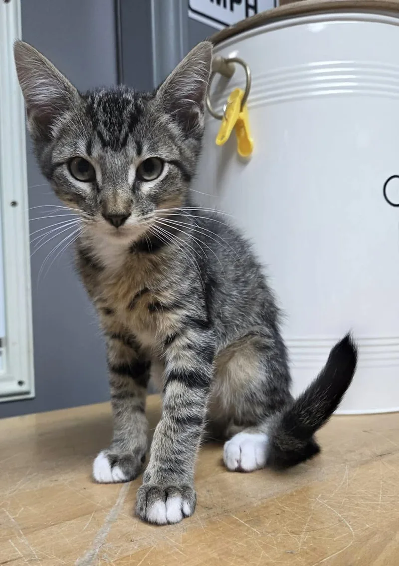 A baby medium-sized male Tabby (Gray / Blue / Silver) Domestic Short Hair cat named Aprilia for adoption in Houston, TX